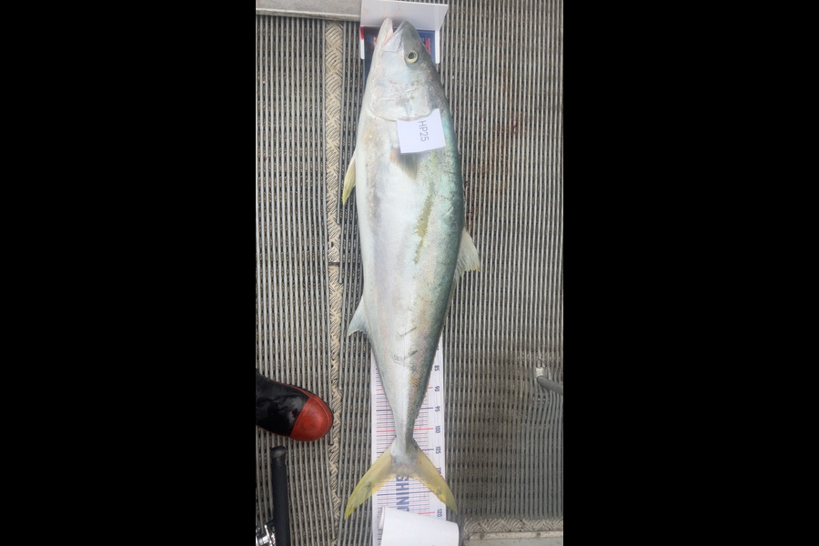 Hayden Trewavas caught this 111.0cm Kingfish at Nelson/Marlborough during The Export NZ Fishing Competition