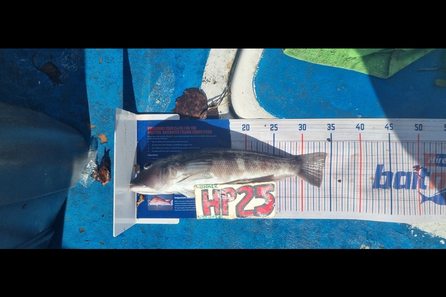 Greg Russell caught this 33.5cm Blue Cod at Taranaki during The Export NZ Fishing Competition