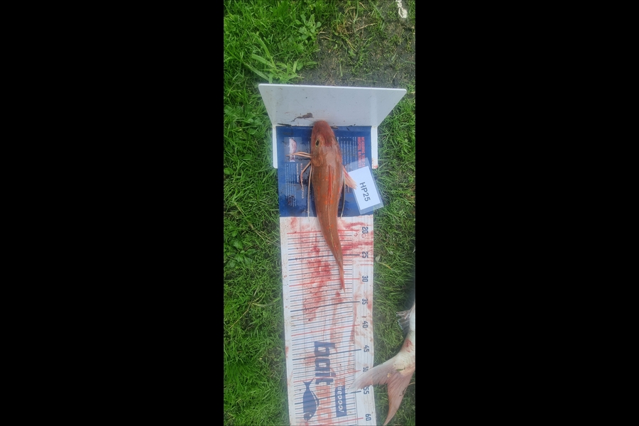 Tain Rookes caught this 31.5cm Gurnard at Coromandel during The Export NZ Fishing Competition