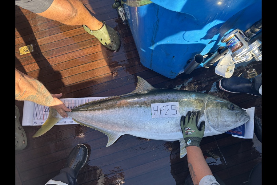 Troy Gruebner caught this 136.0cm Kingfish at Northland during The Export NZ Fishing Competition