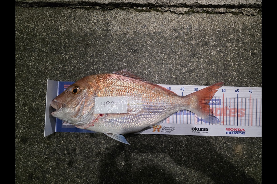 Logan Woods caught this 54.5cm Snapper at Wellington during The Export NZ Fishing Competition