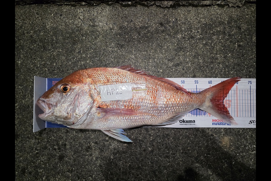 Hamish Woods caught this 65.0cm Snapper at Wellington during The Export NZ Fishing Competition