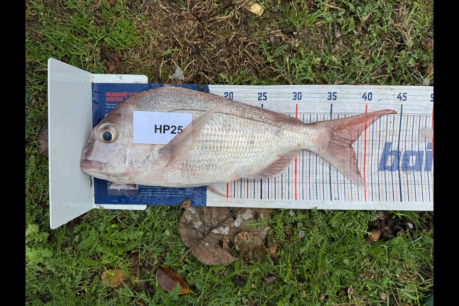 Tain Rookes caught this 38.0cm Snapper at Coromandel during The Export NZ Fishing Competition