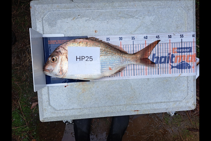 Dylan Ray caught this 40.5cm Snapper at Nelson/Marlborough during The Export NZ Fishing Competition