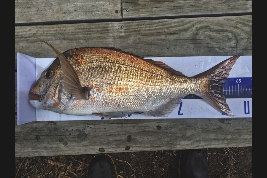 Dave Lean caught this 60.0cm Snapper at Northland during The Export NZ Fishing Competition
