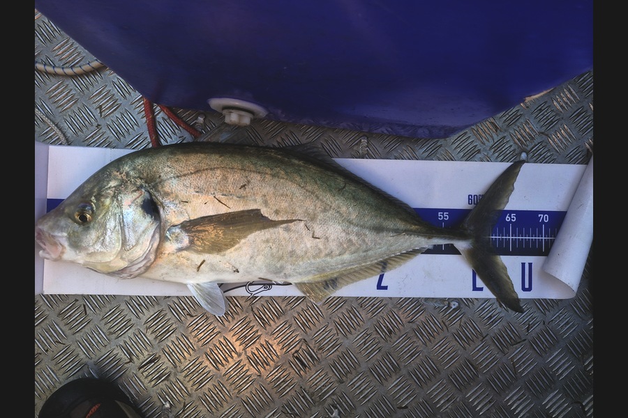 Dave Lean caught this 62.0cm Trevally at Northland during The Export NZ Fishing Competition