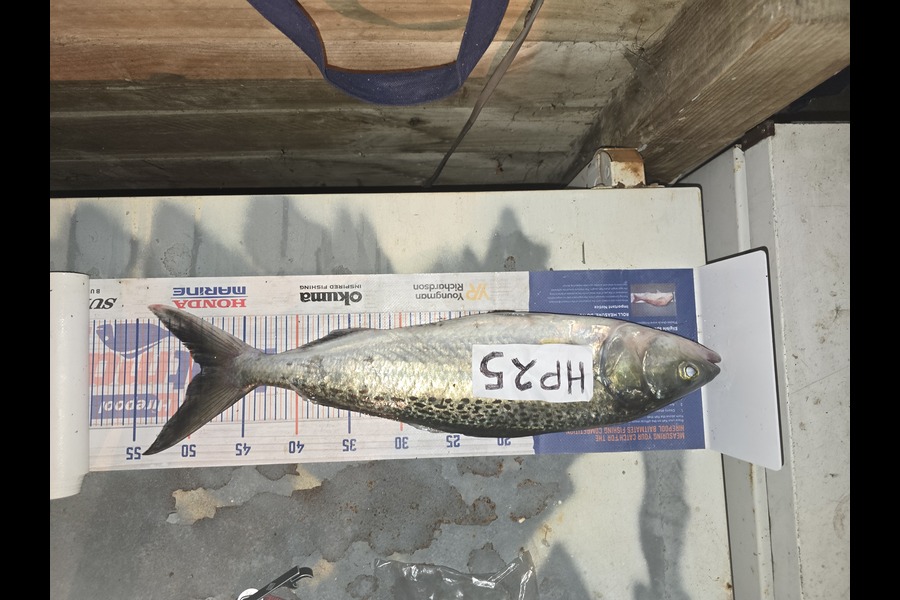 Stephen Nilsson caught this 49.0cm Snapper at Auckland during The Export NZ Fishing Competition