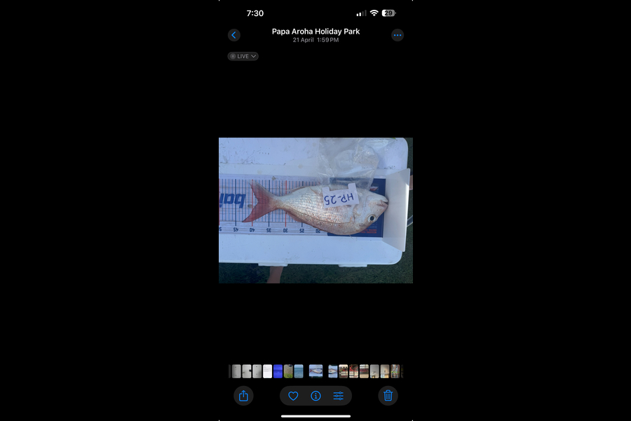 Tessa Sisson caught this 38.0cm Snapper at Coromandel during The Export NZ Fishing Competition