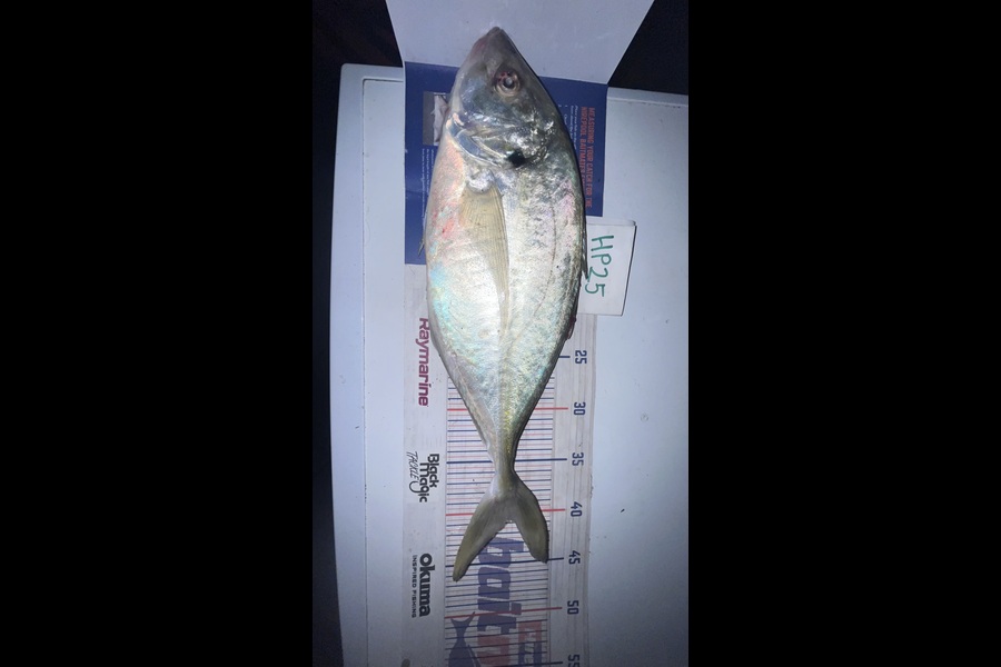 Scott Hodgetts caught this 40.5cm Trevally at Waikato during The Export NZ Fishing Competition