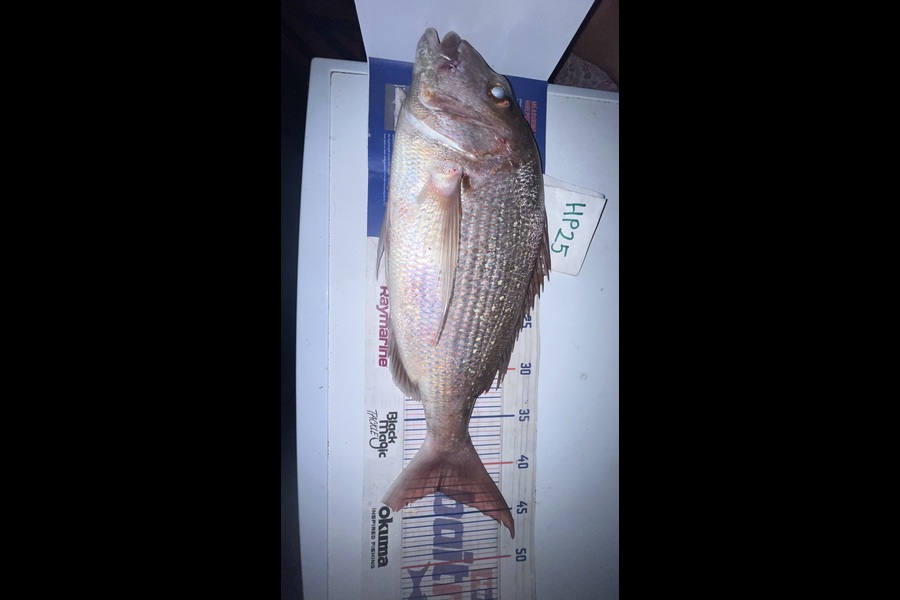 Scott Hodgetts caught this 42.5cm Snapper at Coromandel during The Export NZ Fishing Competition