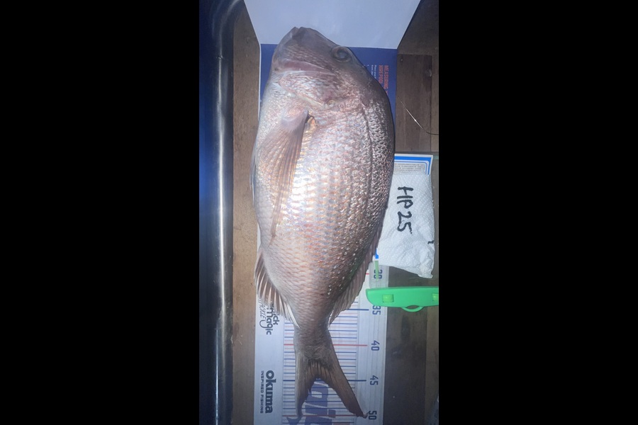 Scott Hodgetts caught this 44.5cm Snapper at Bay of Plenty during The Export NZ Fishing Competition