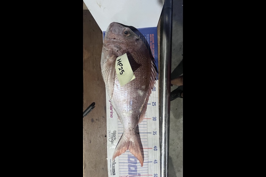 Scott Hodgetts caught this 40.5cm Snapper at Coromandel during The Export NZ Fishing Competition