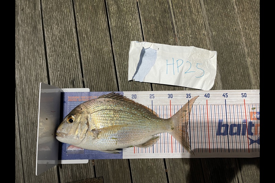 Martin Lee caught this 34cm Snapper at Auckland during The Export NZ Fishing Competition