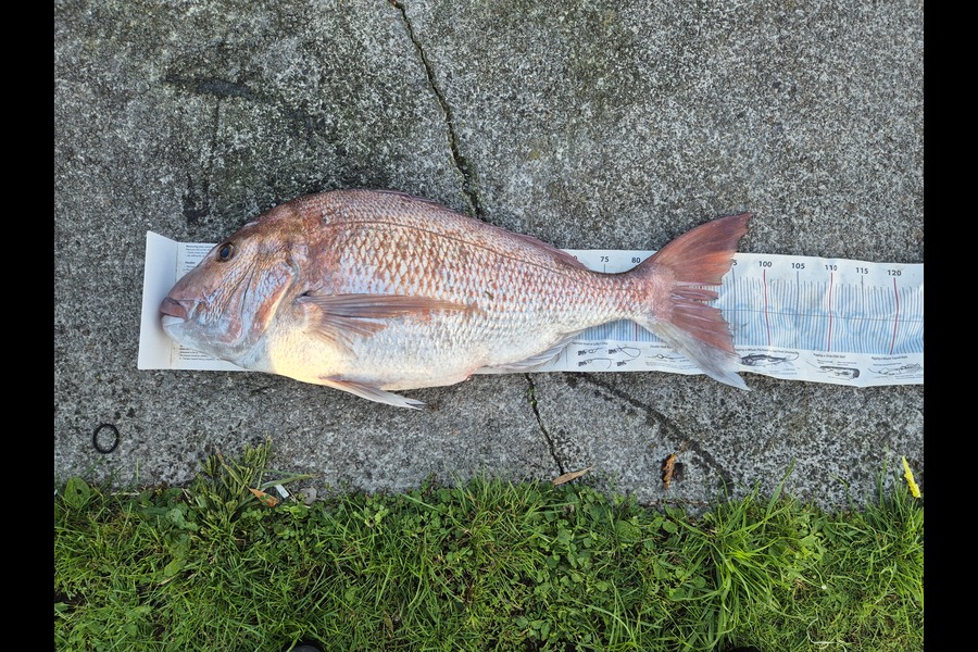 Christian-Ray  Simons  caught this 91cm Snapper at Taranaki during The Export NZ Fishing Competition