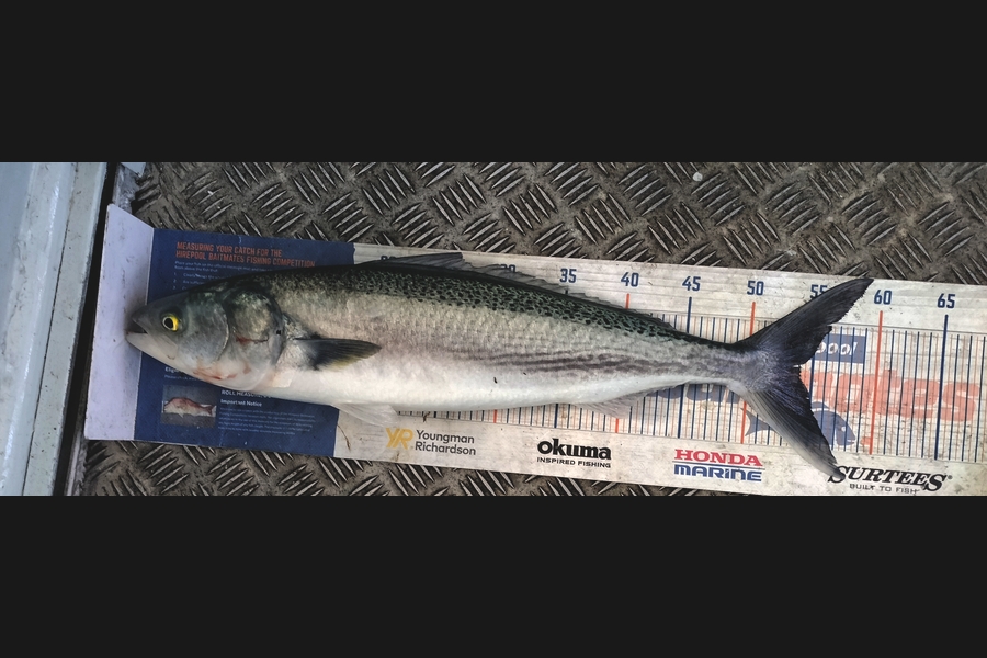 Tim  McKenzie caught this 54.0cm Kahawai at Hawkes Bay during The Export NZ Fishing Competition