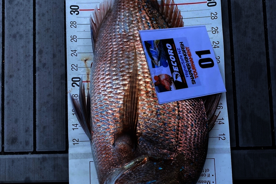 Trish Kolk caught this 40.0cm Snapper at Bay of Plenty during The Export NZ Fishing Competition