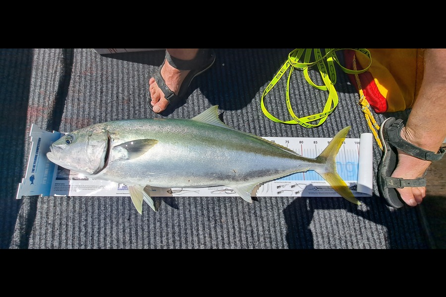 Simon Mechen caught this 91.5cm Kingfish at Nelson/Marlborough during The Export NZ Fishing Competition
