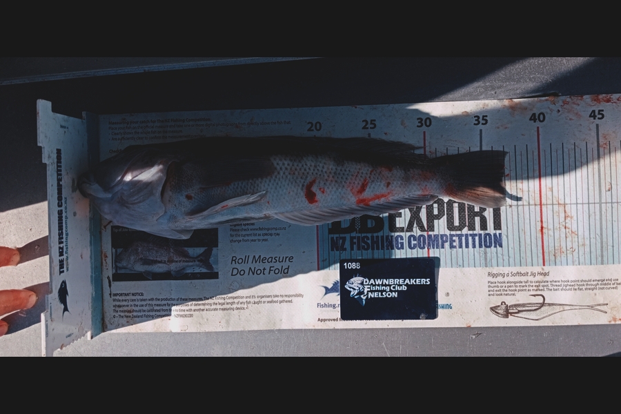 Andy Brannen caught this 36.5cm Blue Cod at Canterbury during The Export NZ Fishing Competition