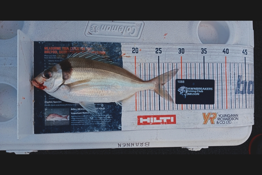 Andy Brannen caught this 26.0cm Tarakihi at Nelson/Marlborough during The Export NZ Fishing Competition