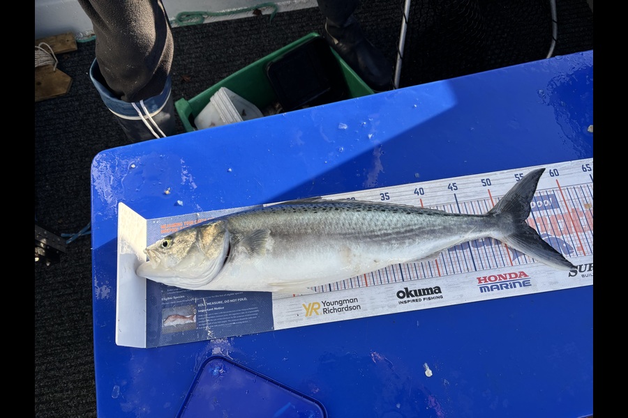 Tracey Meek caught this 53.5cm Kahawai at Nelson/Marlborough during The Export NZ Fishing Competition