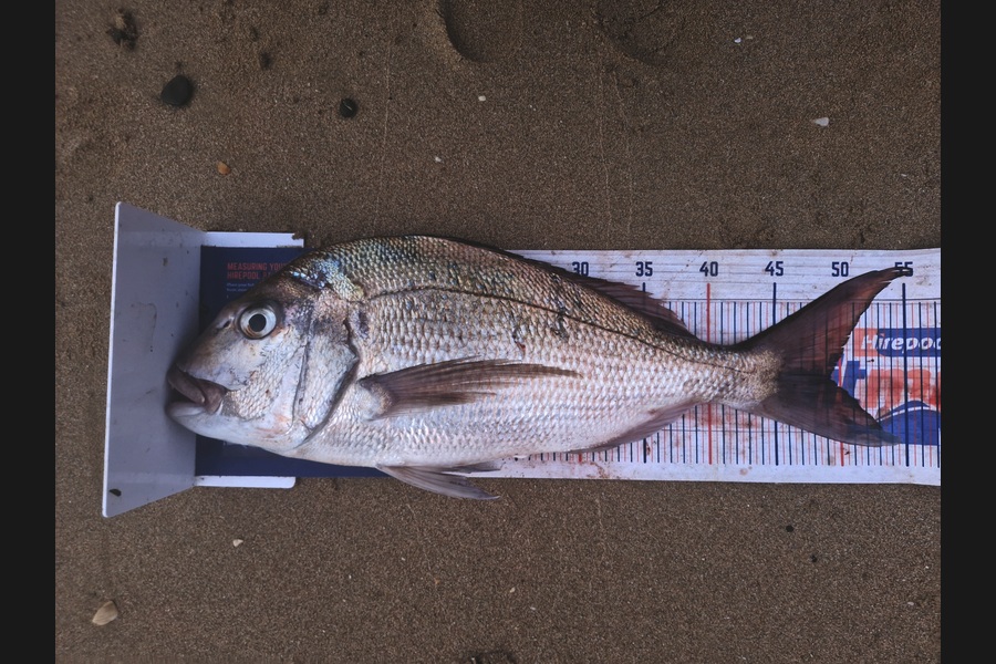 Craig Nelder caught this 49.0cm Snapper at Northland during The Export NZ Fishing Competition