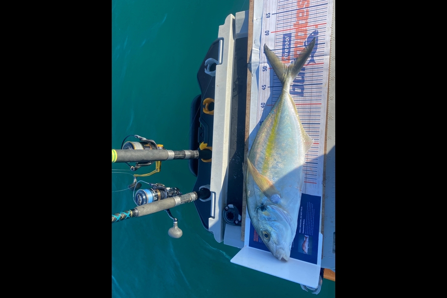 Mark Ray caught this 50.0cm Trevally at Bay of Plenty during The Export NZ Fishing Competition