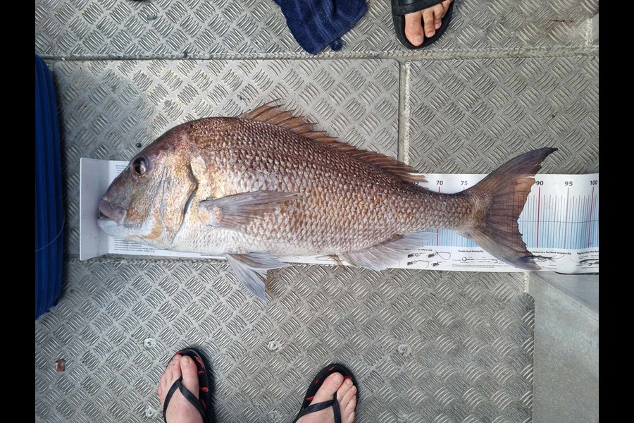 Matt Harrison caught this 86.0cm Snapper at Northland during The Export NZ Fishing Competition