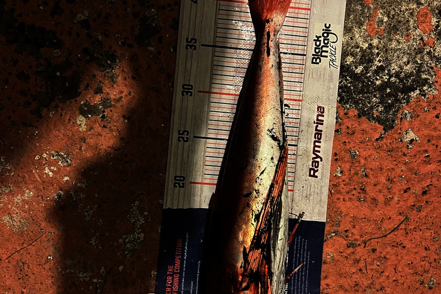 Joyson Dsilva caught this 44cm Gurnard at Taranaki during The Export NZ Fishing Competition
