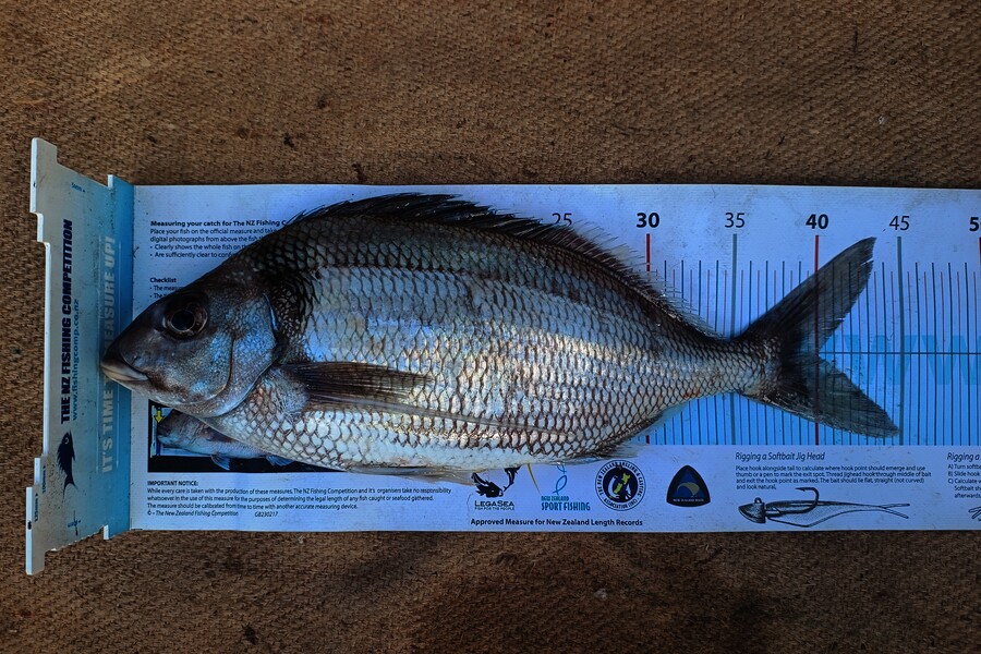 Aaron Lee caught this 40.0cm Tarakihi at Taranaki during The Export NZ Fishing Competition