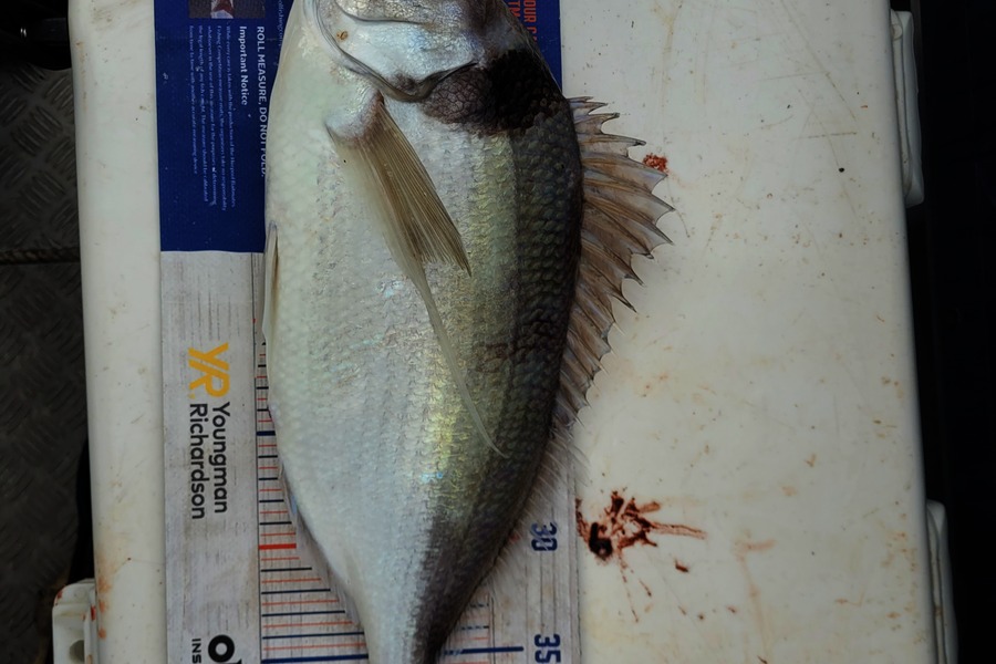 Robert Falconer caught this 41.5cm Tarakihi at Taranaki during The Export NZ Fishing Competition