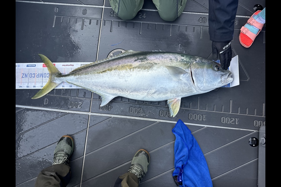 Jason Anderson caught this 120.5cm Kingfish at Nelson/Marlborough during The Export NZ Fishing Competition