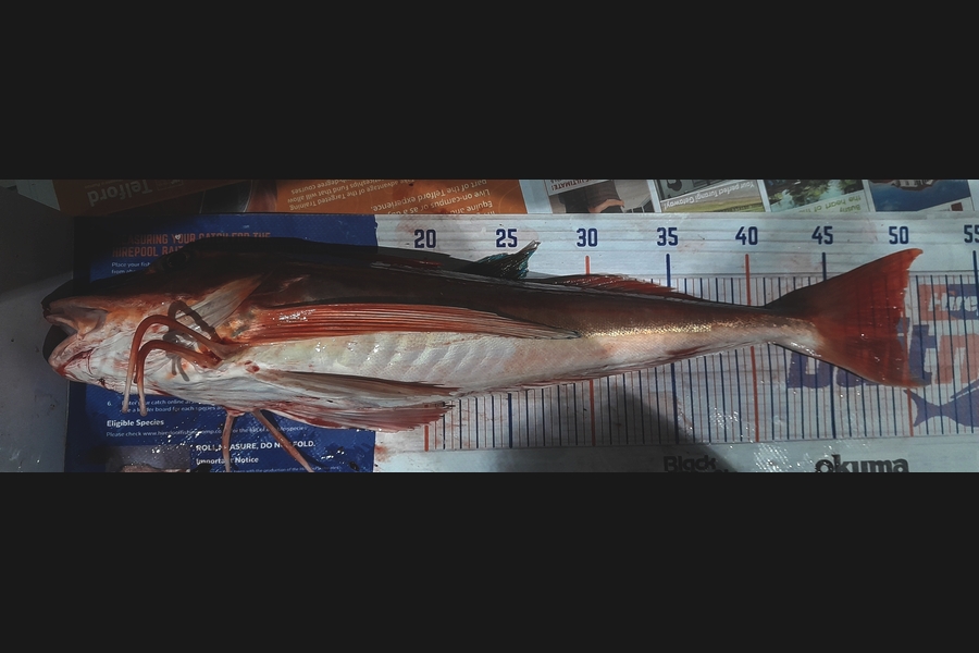 Leigh Page caught this 49.5cm Gurnard at Wellington during The Export NZ Fishing Competition