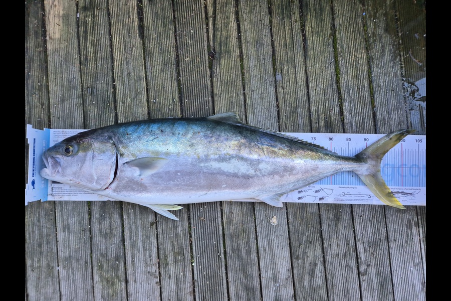 Jordan Boyd caught this 94.0cm Kingfish at Wellington during The Export NZ Fishing Competition