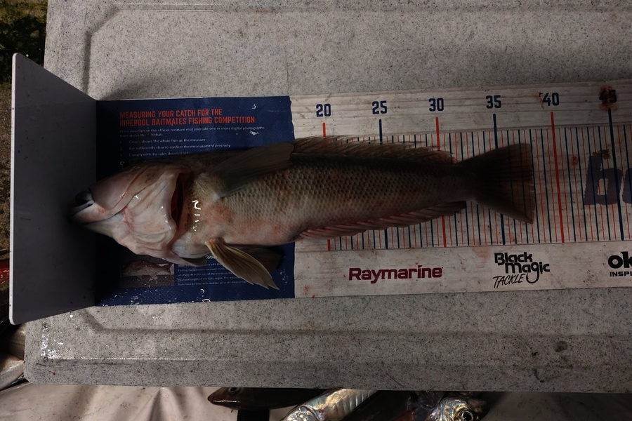 Jared Wilson caught this 37.5cm Blue Cod at Wellington during The Export NZ Fishing Competition