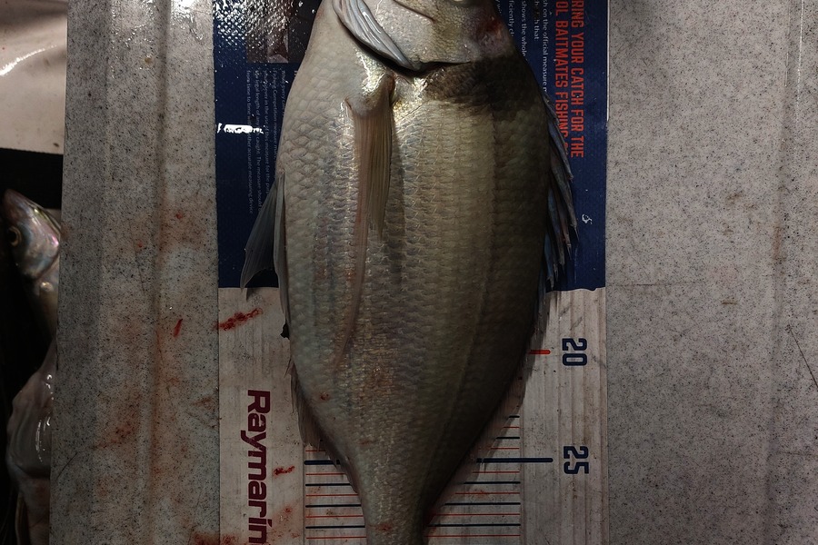 Brett Wilson caught this 33.0cm Tarakihi at Wellington during The Export NZ Fishing Competition