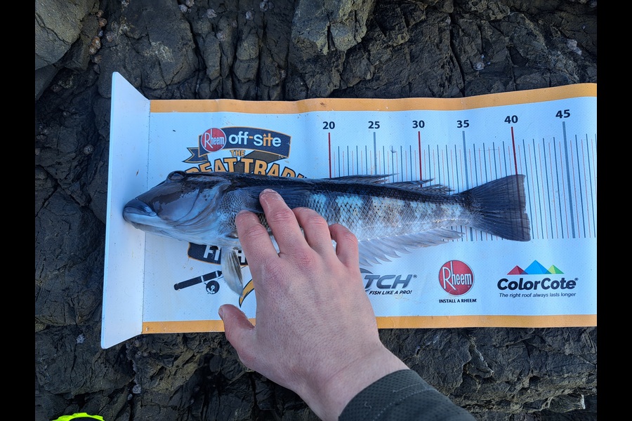 Harry Kovacs caught this 40.5cm Blue Cod at Wellington during The Export NZ Fishing Competition