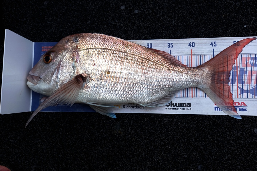 Sandra Dicker caught this 48.0cm Snapper at Auckland during The Export NZ Fishing Competition