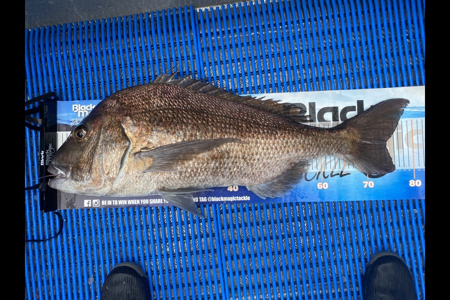 Steve Fraser caught this 74.0cm Snapper at Northland during The Export NZ Fishing Competition