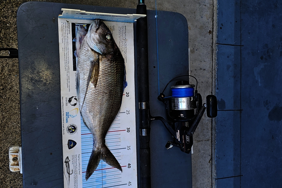 Frank van Vroonhoven caught this 37.0cm Tarakihi at Bay of Plenty during The Export NZ Fishing Competition