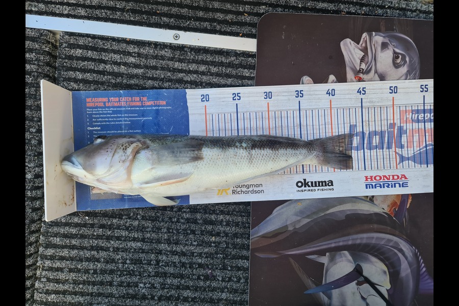 Kyle McCoy caught this 43.0cm Blue Cod at Wellington during The Export NZ Fishing Competition