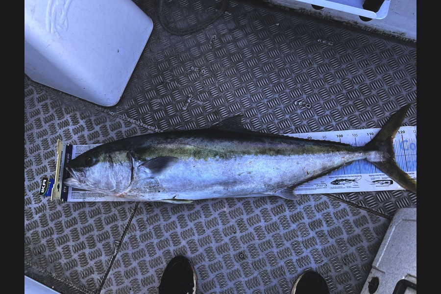 Keith Glover caught this 117.0cm Kingfish at Coromandel during The Export NZ Fishing Competition