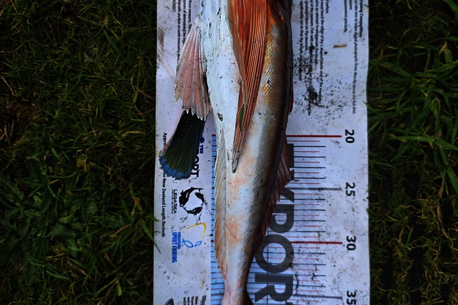 Ivan Toopi caught this 41.5cm Gurnard at Taranaki during The Export NZ Fishing Competition