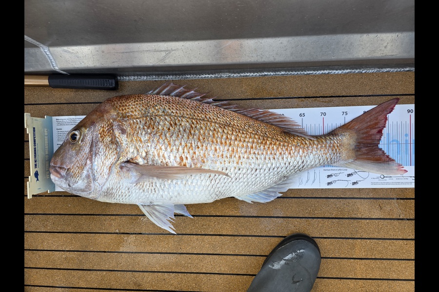Jesse Crasborn caught this 82.5cm Snapper at Nelson/Marlborough during The Export NZ Fishing Competition