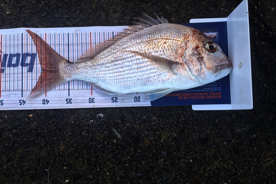 Kelvin  Carpenter  caught this 41.0cm Snapper at East Cape during The Export NZ Fishing Competition