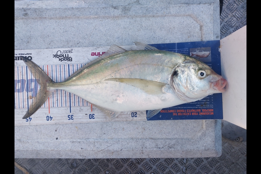 Brett Wilson caught this 42.0cm Trevally at Wellington during The Export NZ Fishing Competition