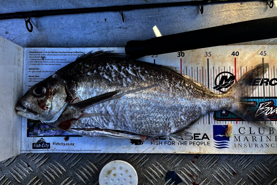 Kyle Smith caught this 42.5cm Tarakihi at Wellington during The Export NZ Fishing Competition