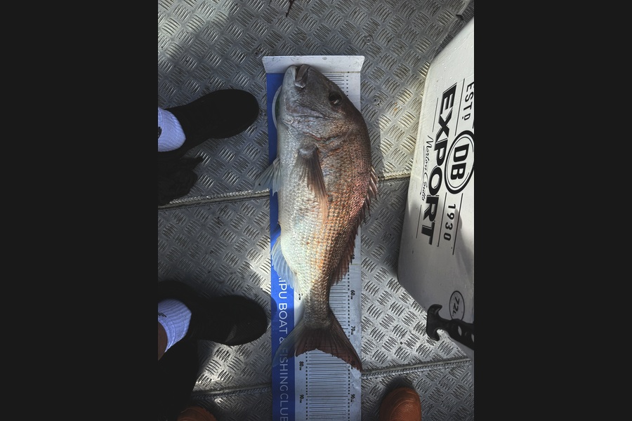 Steve Worthington caught this 75.5cm Snapper at Northland during The Export NZ Fishing Competition