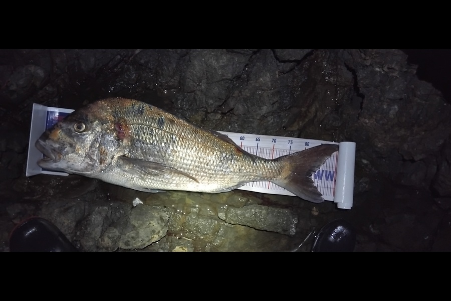 Sean Daniels  caught this 82.5cm Snapper at Northland during The Export NZ Fishing Competition