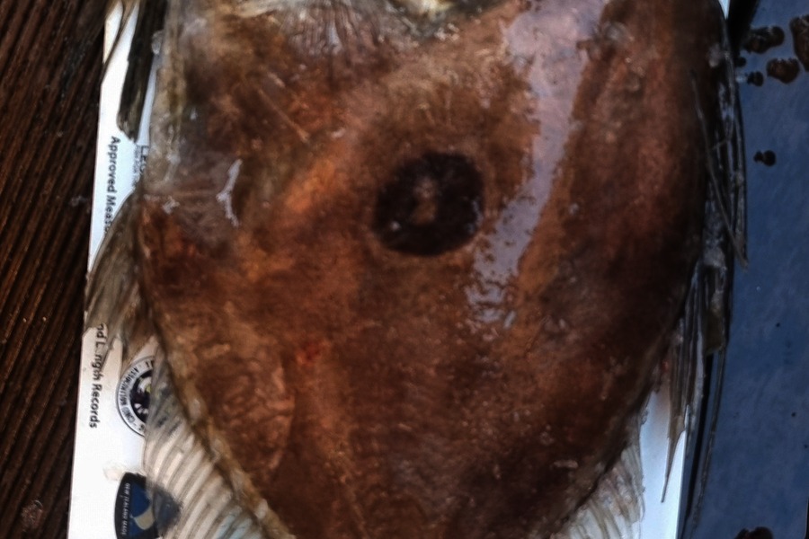 Andrew  Graham  caught this 45.0cm John Dory at Auckland during The Export NZ Fishing Competition
