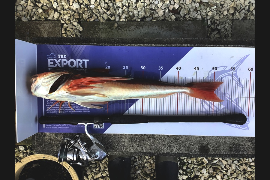 John & Michelle Robinson caught this 50.0cm Gurnard at Wellington during The Export NZ Fishing Competition